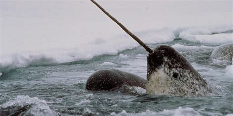 Narval O Misterioso Unicórnio Do Oceano Ártico
