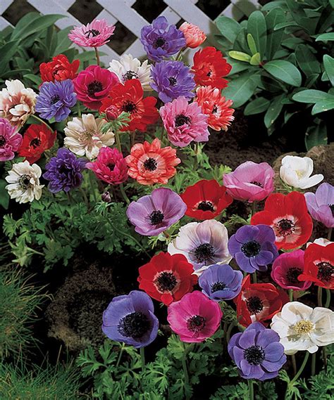 Maybe you would like to learn more about one of these? Look at this #zulilyfind! Assorted Windflower Bulb & Hand ...