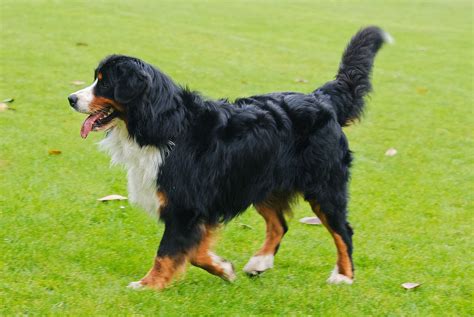 Bernese Mountain Dog Ideas To Chill