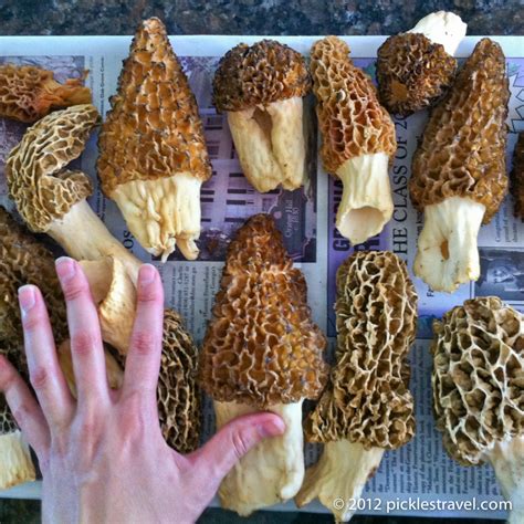 Find The Elusive Morel Mushroom Seeking The Wild Edible