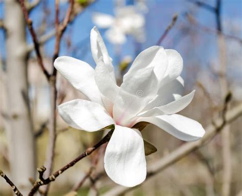 White Magnolia Flowers In Garden Stock Image Image Of Freshness