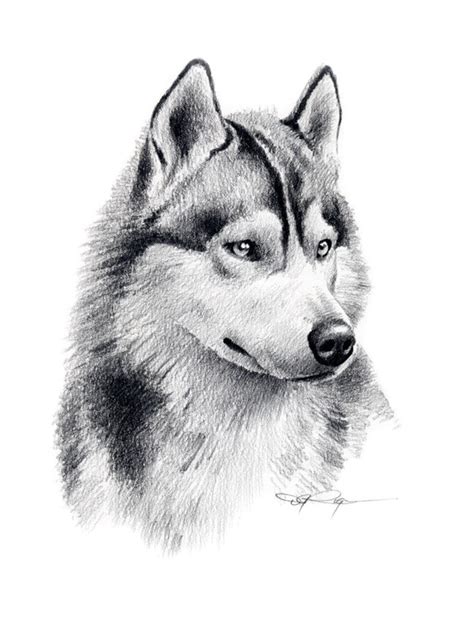 Siberian Husky Art Print Pencil Drawing By Artist Dj Rogers Etsy