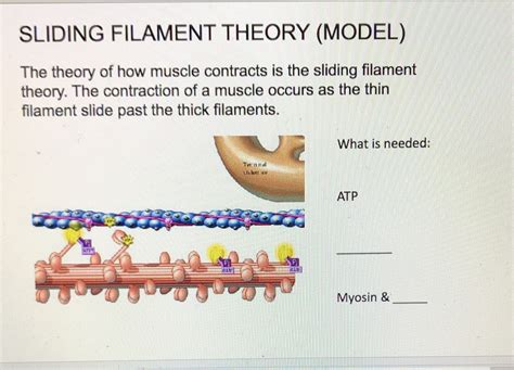 Solved Sliding Filament Theory Model The Theory Of How Muscle
