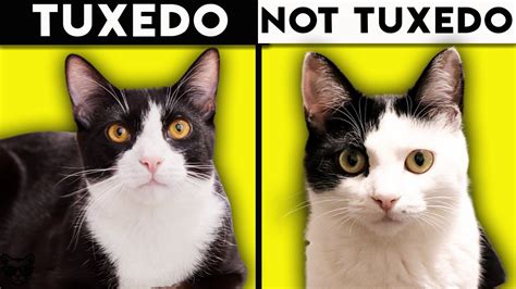 Tuxedo Cat 101 Everything You Need To Know About Tuxedo Cats Youtube