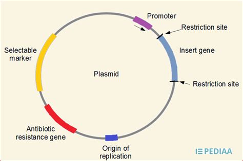 A typical plasmid is a circular double stranded dna molecule less than 1/20 the size of the chromosome. What is a Plasmid? - 99Science