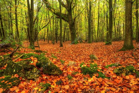 Stunning Bright Autumn Fall Forest Landscape Vibrant Colors — Stock