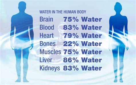 The skin contains 64% water, muscles and kidneys are 79%, and even the bones are watery: LightShield™ Infused Quantum Stone Amulet Technology