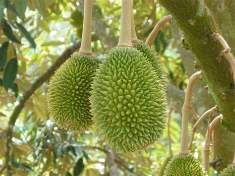 Cara Menanam Durian Musang King Dalam Pot Menanam Bibit Durian Musang