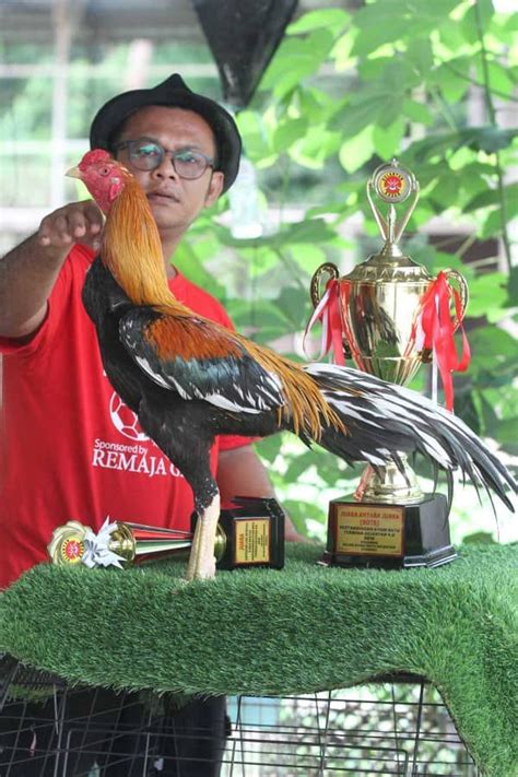 Bangga Jadi Tauke Ayam Ratu Tersohor Fikrah Pahang