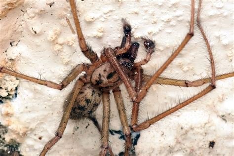 Common House Spider Tegenaria Domestica Nature Journeys