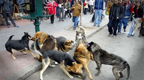 Hasta 5 Mil Perros Y Gatos Abandonados Al Año En El Edoméx