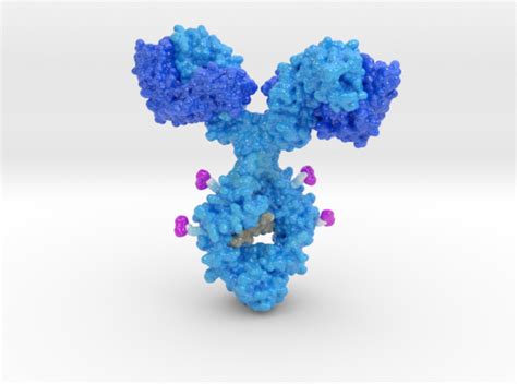 Antibody Drug Conjugate Biologic Models