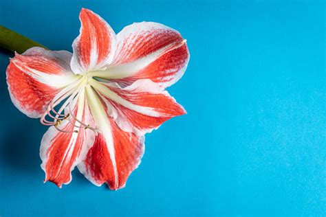 Single Red And White Flower On Blue Background Stock Photo Download