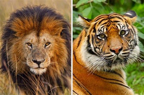 This is also accurate for the wolf. Which combination of beasts best represents you? | Animals ...