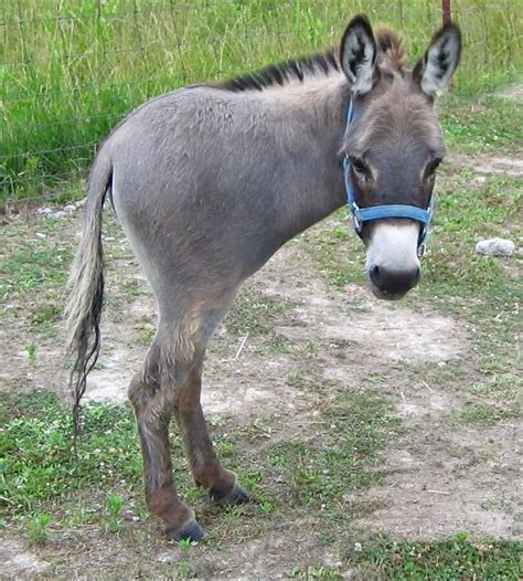 Funny Donkey With Bmw Logo