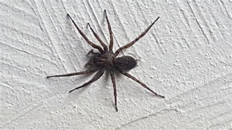 Coras Funnel Web Spiders In Burlington Ma Massachusetts United States
