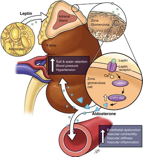 New Roles Of Aldosterone And Mineralocorticoid Receptors In