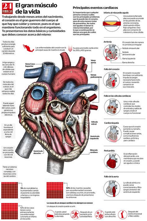 Anatomia Del Corazon Humano En Spanish