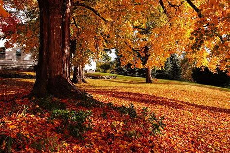 New England At Fall House Leaves Colors Season Trees Hd Wallpaper