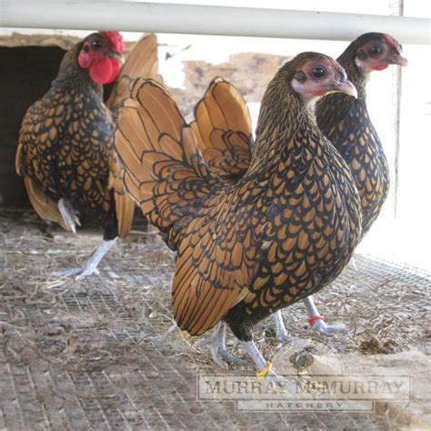 Murray Mcmurray Hatchery Golden Sebright Bantams