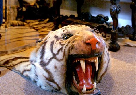 Endangered Tiger Skin Rug Gets N J Man Day In Jail Nj Com
