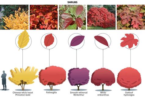 The 15 Best Trees And Shrubs For Fall Foliage The Washington Post