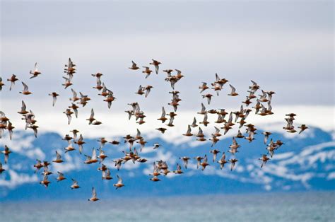 International Migratory Bird Day Save A Chain Of Protected Areas Along