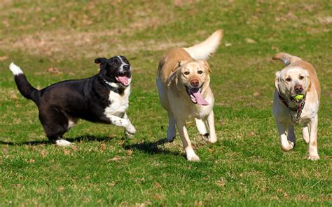 Another Day At The Offleash Dog Park Australian Dog Lover