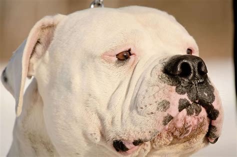 This is the american bulldog, a breed that almost literally came back from the dead to become widely popular as both a working dog and a family pet. American Bulldog Wallpapers Images Photos Pictures Backgrounds