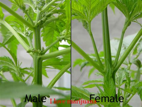 Females will eventually develop long, wispy hairs that male plants do not have. male or not? | Grasscity Forums