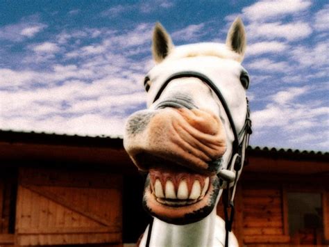 Horse Smile Horse Wallpaper Animal Wallpaper Farm Animals Funny