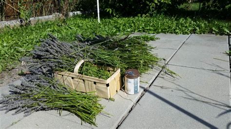 Kürzen sie die verblühten triebe im sommer nach der blüte um ein drittel. Lavendel schneiden nach der Blüte — Parzelle94.de