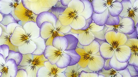 Pansy Wallpapers Wallpaper Cave