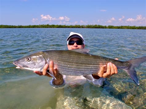 Giant Biscayne Bay Bonefish Flats Fishing Guide And Charter Service