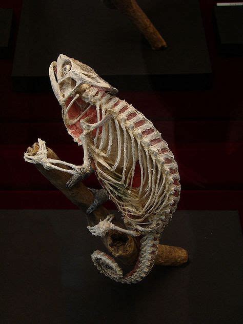 195 Best Animal Skeletons Images In 2020 Animal Skeletons Skull And