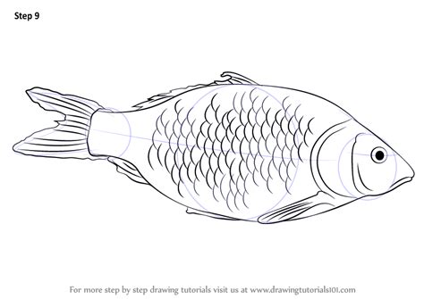 How To Draw A Fish Fishes Step By Step