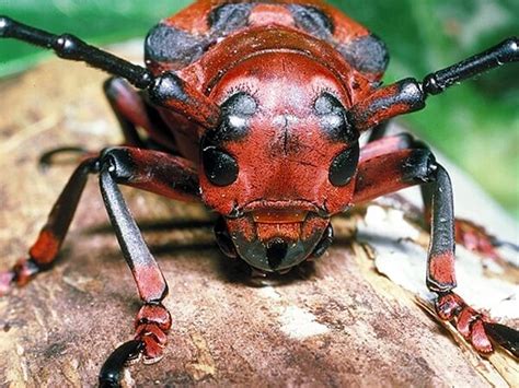 Animales Invertebrados - Donde Viven, Como Nacen