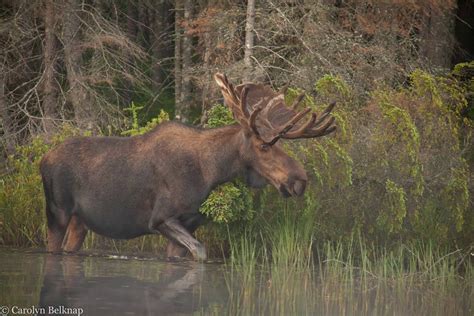 Adirondack Wildlife The Vocal Moose The Adirondack Almanack