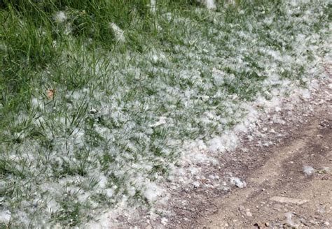 Pollen That Look Like Cotton Balls Fallen From Trees Called Popl Stock