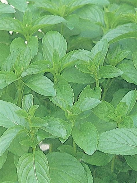 Oderings Garden Centre Herb Mint Basil Bushy Mint With A Pleasant