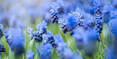 They are the harbinger of good times ahead after the dark gloomy days of winter when the blue colored flowers form a white eye in the center, giving it a striking appearance. 20 Blue Flowers for Gardens - Perennials & Annuals With ...
