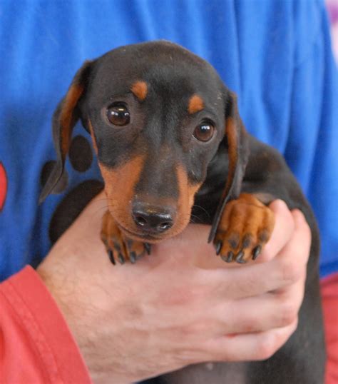 Search for dogs for adoption at shelters near rochester, ny. Nevada SPCA Animal Rescue: Dachshund mix baby angels ready ...