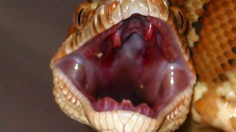 Titanoboa Still Alive Worlds Largest Snake 🐍 Youtube