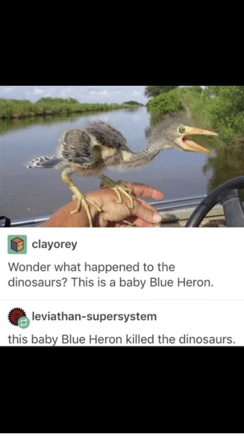🔥 25 Best Memes About Blue Heron Blue Heron Memes