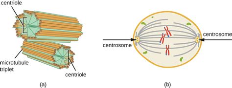 Spindle fibers form a protein structure that divides the genetic material in a cell. What Role Do Centrioles Play in Cell Division | Biology ...