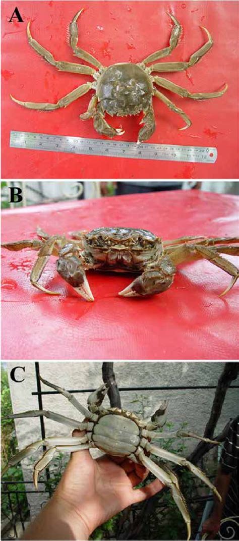 Chinese Mitten Crab Eriocheir Sinensis A Female Specimen Caught In Download Scientific