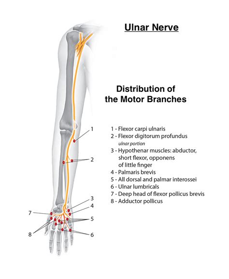 Ulnar Nerve Mobile Physiotherapy Clinic Ahmedabad Gujarat