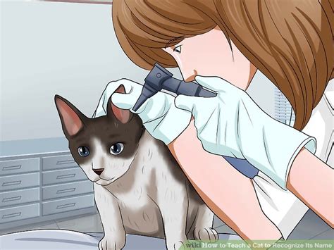 How To Teach A Cat To Recognize Its Name 9 Steps With Pictures