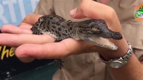 Ballarat Wildlife Park Saltwater Crocodiles Bella And Crunch Become
