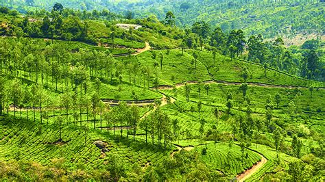 These tours often consist of ayurvedic therapies, food and yoga. Top 25 Best Tourist Places to Visit in Kerala 2019 (with ...